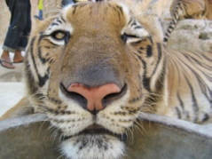 winking tiger